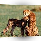 Cheetah Nuzzling A1 Xlarge Canvas
