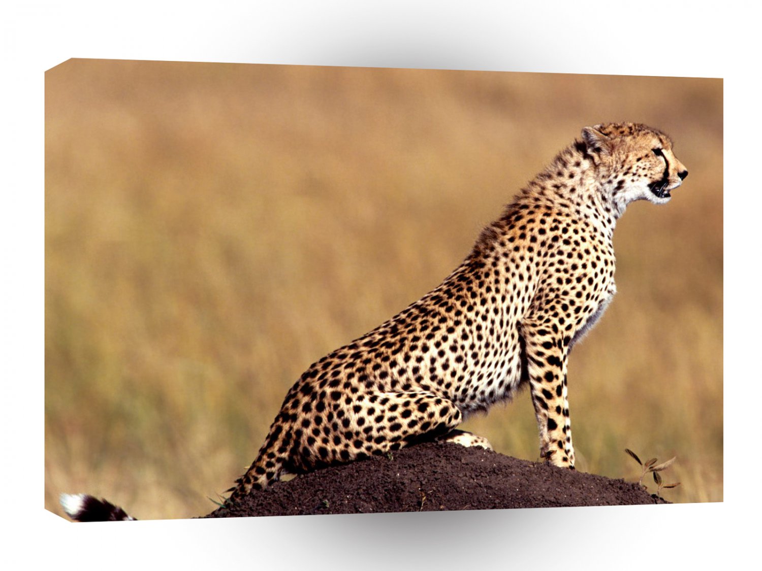 Cheetah Posture A1 Xlarge Canvas
