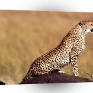 Cheetah Posture A1 Xlarge Canvas