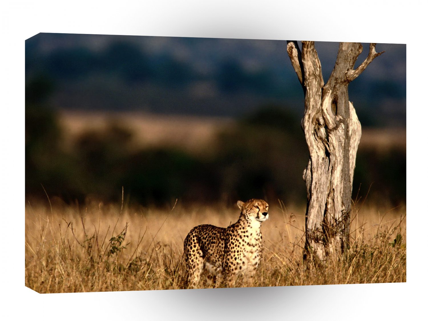 Cheetah Scouting A1 Xlarge Canvas