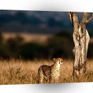 Cheetah Scouting A1 Xlarge Canvas