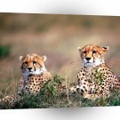 Cheetah Spotting Trouble A1 Xlarge Canvas