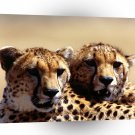 Cheetah Strategic Planning Pair A1 Xlarge Canvas