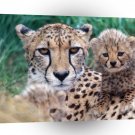 Cheetahs Close Up A1 Xlarge Canvas