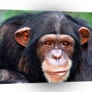 Chimpanzees All Ears A1 Xlarge Canvas