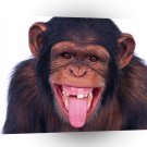 Chimpanzees Are We Having Fun Yet A1 Xlarge Canvas