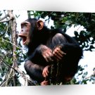 Chimpanzees Crooning The Treetops A1 Xlarge Canvas