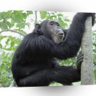 Chimpanzees Gombe Tanzania Africa A1 Xlarge Canvas