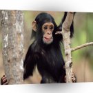 Chimpanzees Hanging Around A1 Xlarge Canvas