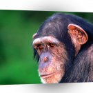 Chimpanzees In The Eye Of The Beholder A1 Xlarge Canvas