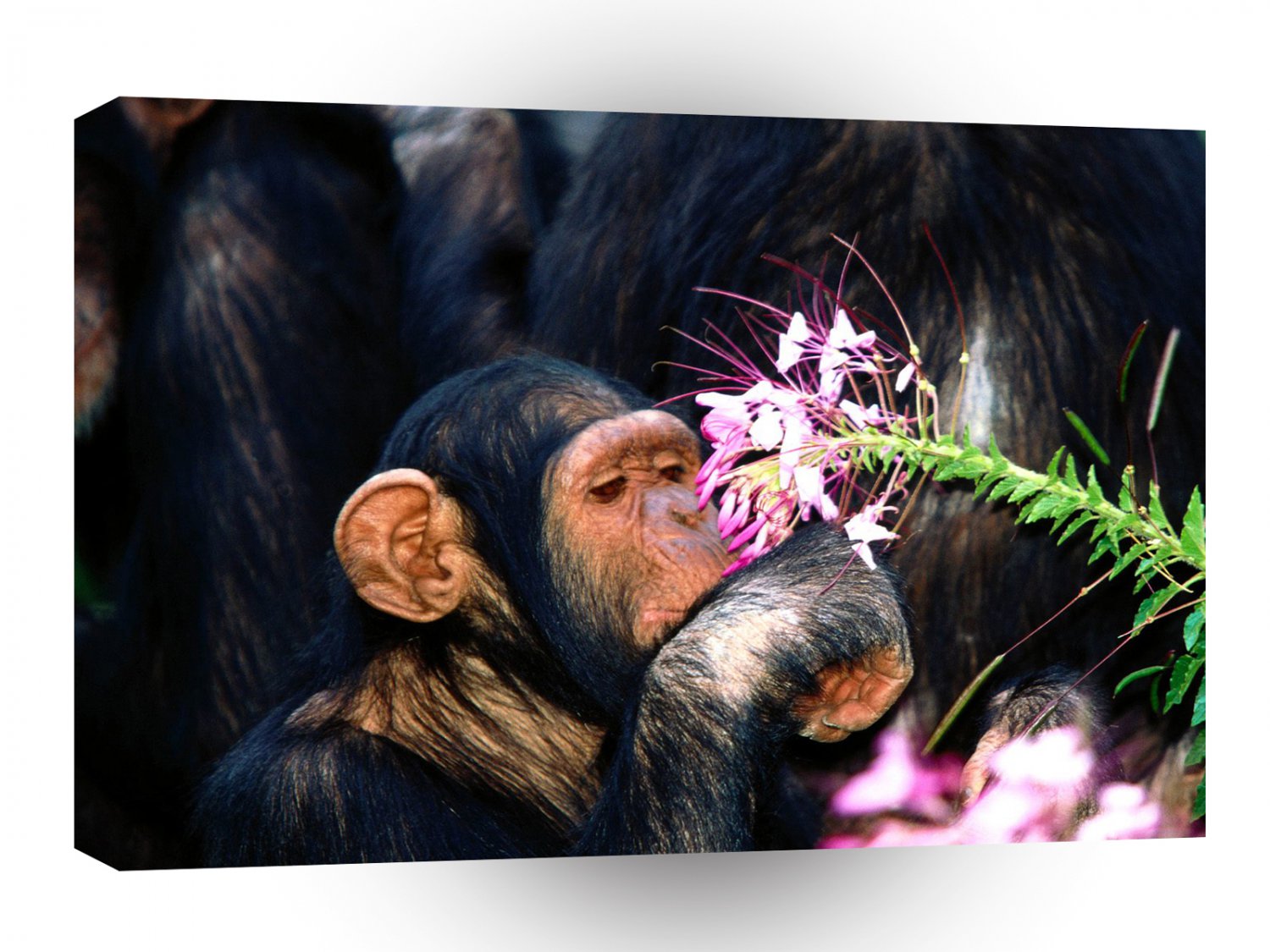 Chimpanzees Just A Taster A1 Xlarge Canvas
