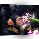 Chimpanzees Just A Taster A1 Xlarge Canvas