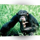 Chimpanzees Lost In Thought A1 Xlarge Canvas