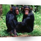 Chimpanzees Pair Of Troublemakers A1 Xlarge Canvas