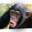 Chimpanzees Pucker Up A1 Xlarge Canvas