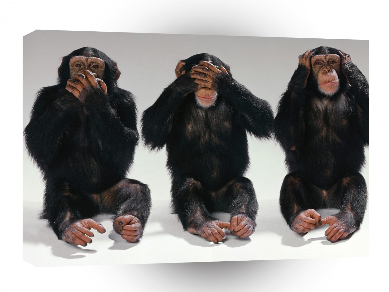 Chimpanzees Speak No Evil A1 Xlarge Canvas