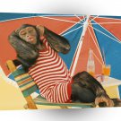 Chimpanzees Summer Lovin A1 Xlarge Canvas
