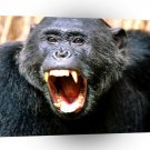 Chimpanzees Vociferous A1 Xlarge Canvas