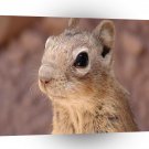 Chipmonks Looking For Friends A1 Xlarge Canvas