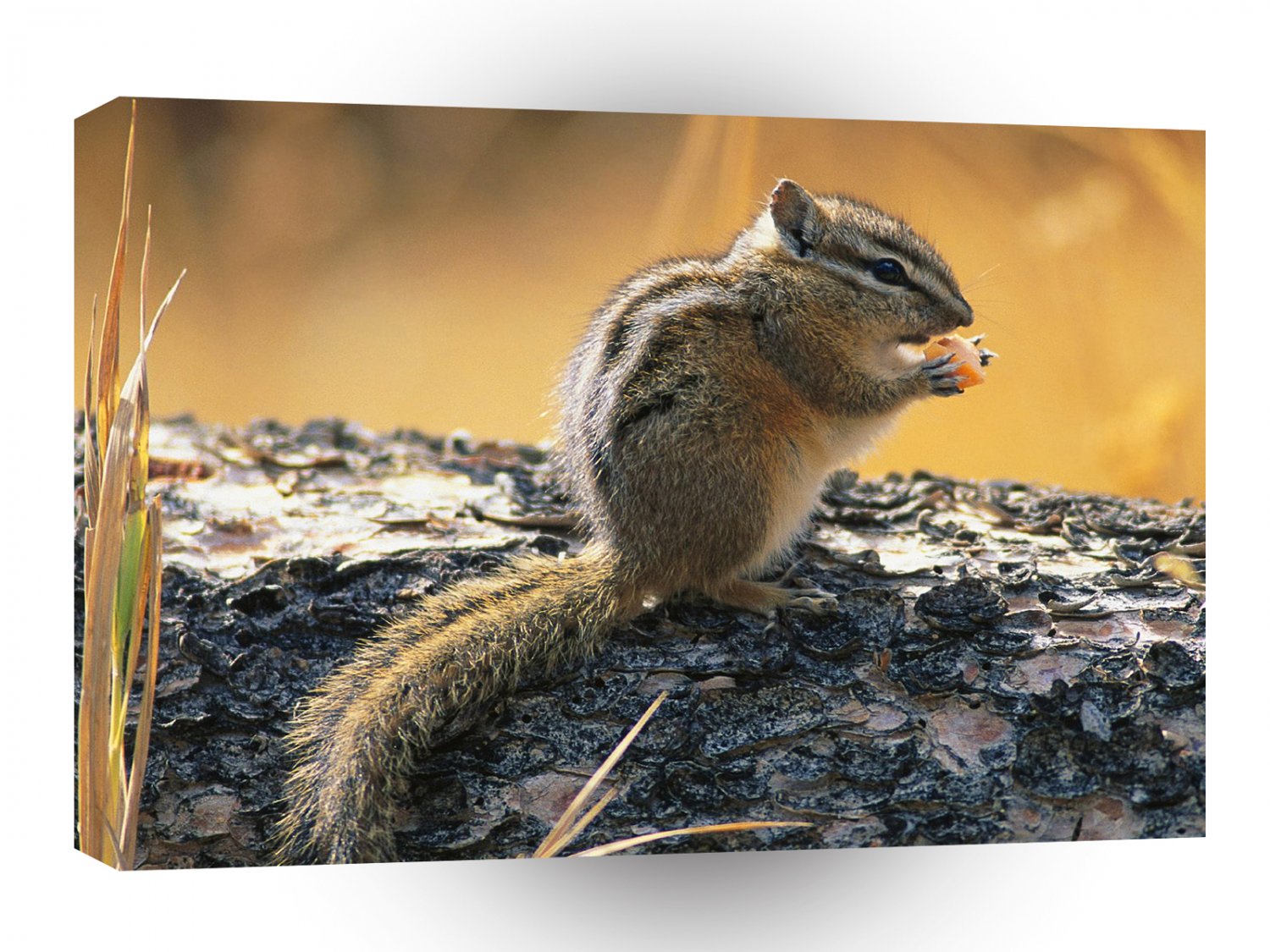 Chipmonks Snacking Lunch A1 Xlarge Canvas