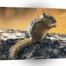 Chipmonks Snacking Lunch A1 Xlarge Canvas