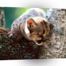 Cougar A Watchful Eye A1 Xlarge Canvas