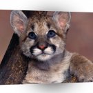 Cougar Baby Blue Eyes A1 Xlarge Canvas
