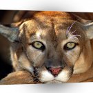 Cougar Body Language A1 Xlarge Canvas