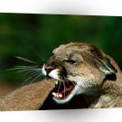 Cougar Close Snarl A1 Xlarge Canvas