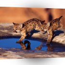 Cougar Cubs A1 Xlarge Canvas