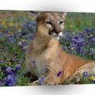 Cougar Fragrant Wildflowers A1 Xlarge Canvas