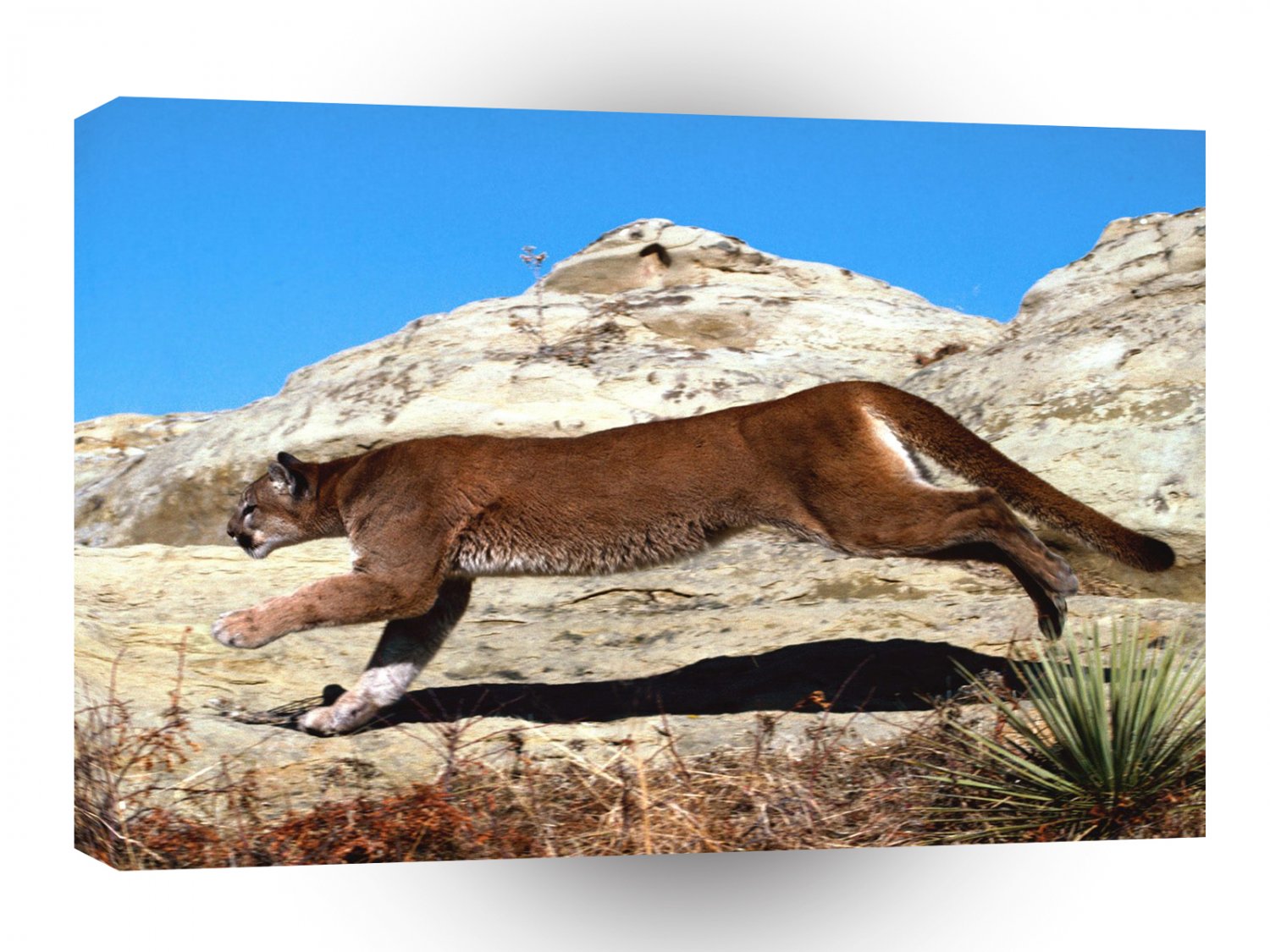 Cougar Full Charge A1 Xlarge Canvas