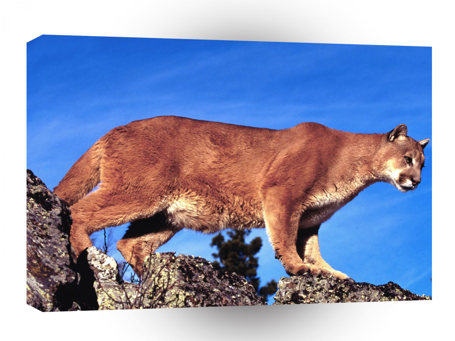 Cougar Skylined A1 Xlarge Canvas
