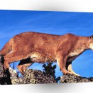 Cougar Skylined A1 Xlarge Canvas