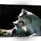 Cougar Sugar A1 Xlarge Canvas