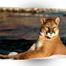 Cougar Winter Shoreline A1 Xlarge Canvas