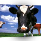 Cow Colourful Day A1 Xlarge Canvas