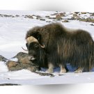 Cow Field Wildlife Refuge Alaska A1 Xlarge Canvas