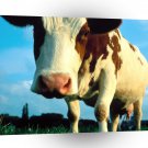 Cow How Now Brown A1 Xlarge Canvas