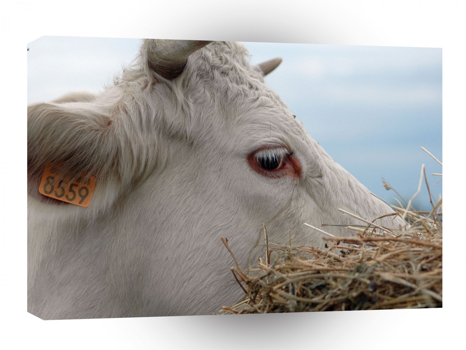 Cow Looking For Needle A1 Xlarge Canvas