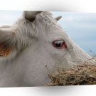 Cow Looking For Needle A1 Xlarge Canvas