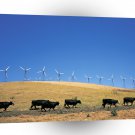 Cow Moove Altamont Pass California A1 Xlarge Canvas