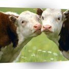 Cow Mooving In For A Kiss A1 Xlarge Canvas