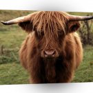 Cow Shetland Scotland A1 Xlarge Canvas