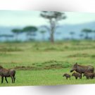 Cow Warthog Family Masai Kenya A1 Xlarge Canvas