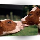 Cow Wet Kiss A1 Xlarge Canvas