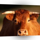 Cow What Are You Looking At A1 Xlarge Canvas