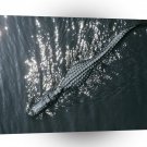 Crocodile American Cruise Florida A1 Xlarge Canvas