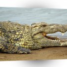 Crocodile Laugh And Joke Kenya A1 Xlarge Canvas