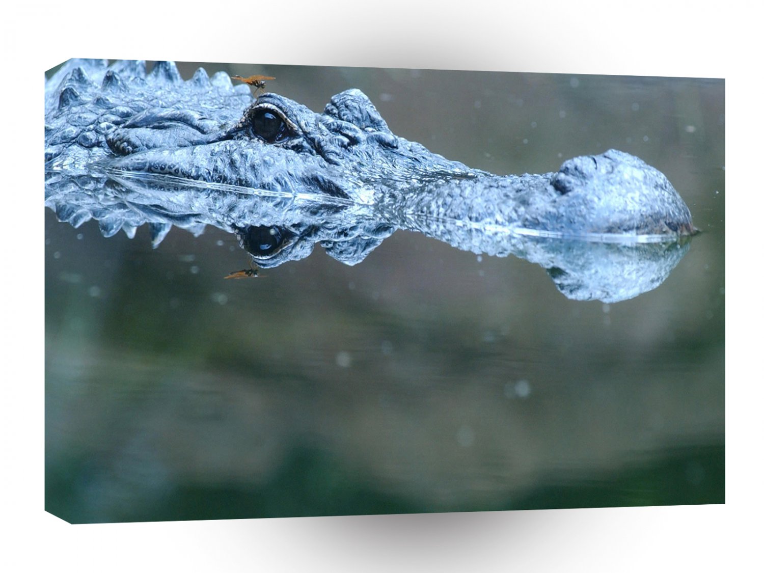 Crocodile Silver Surfer A1 Xlarge Canvas